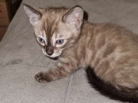 2 chatons Bengals LOOF nés en juillet 2022 à réserver