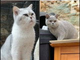 3 chatons British Shorthairs LOOF en attente d’adoption