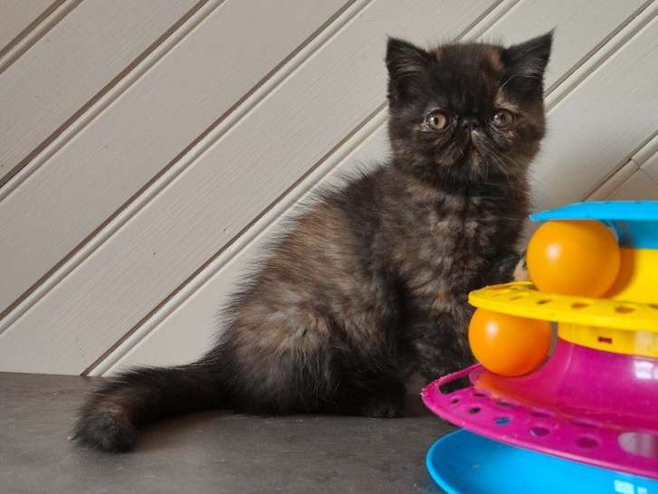 Une chatonne Exotic Shorthair black tortie LOOF à vendre
