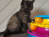 Une chatonne Exotic Shorthair black tortie LOOF à vendre