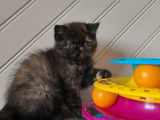 Une chatonne Exotic Shorthair black tortie LOOF à vendre