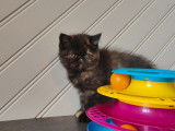 Une chatonne Exotic Shorthair black tortie LOOF à vendre