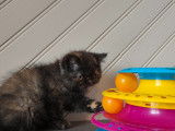 Une chatonne Exotic Shorthair black tortie LOOF à vendre