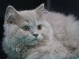 4 chatons British Longhairs lilas à acheter (LOOF)
