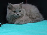 4 chatons British Longhairs lilas à acheter (LOOF)