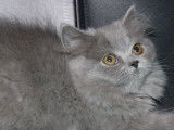 4 chatons British Longhairs lilas à acheter (LOOF)