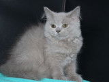 4 chatons British Longhairs lilas à acheter (LOOF)