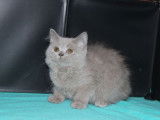 4 chatons British Longhairs lilas à acheter (LOOF)