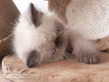 Chaton mâle Exotic Shorthair seal point LOOF à réserver