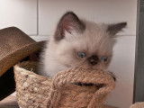 Chaton mâle Exotic Shorthair seal point LOOF à réserver