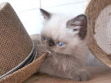 Chaton mâle Exotic Shorthair seal point LOOF à réserver