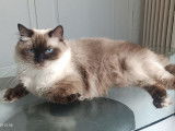 Disponible une chatte Ragdoll LOOF seal point de 2 ans
