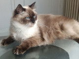 Disponible une chatte Ragdoll LOOF seal point de 2 ans
