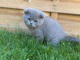 Un chaton Scottish Fold lilac non LOOF &agrave; acheter