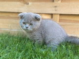 Un chaton Scottish Fold lilac non LOOF &agrave; acheter