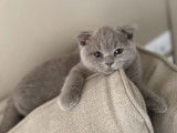 Un chaton Scottish Fold lilac non LOOF &agrave; acheter