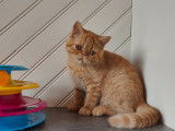Un chaton Exotic Shorthair LOOF rouge tachet&eacute; &agrave; la vente