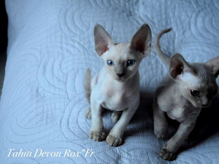Magnifique chatons Devon Rex à vendre