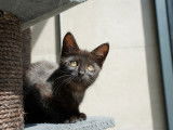Ravissant chaton type Européen non LOOF en quête de sa famille