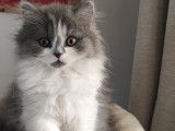 Chatons British Longhair et Shorthair à vendre