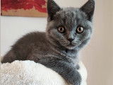 Chatons British Longhair et Shorthair à vendre
