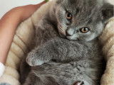Chatons British Longhair et Shorthair à vendre