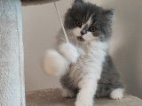 Chatons British Longhair et Shorthair à vendre