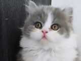 Chatons British Longhair et Shorthair à vendre