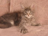 Chatons Maine coon m&acirc;le et femelle Loof