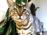Simba, Bengal de 1 an LOOF disponible pour saillie