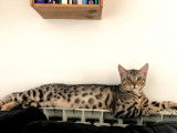 Simba, Bengal de 1 an LOOF disponible pour saillie