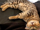 Simba, Bengal de 1 an LOOF disponible pour saillie