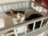 Affectueuse chatte adulte type Europ&eacute;en &eacute;change panier confortable contre ronrons &agrave; vie