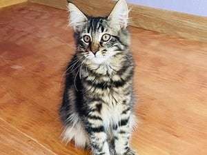 Somptueux chatons Norvégiens pedigree LOOF disponibles en septembre 2022 : une femelle et deux mâles
