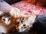 Jolis chatons norvégiens pedigree LOOF disponibles en septembre 2023 une femelle et deux mâles