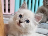 Magnifiques chatons Ragdoll à vendre