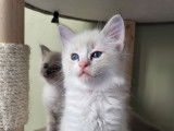 Magnifiques chatons Ragdoll à vendre