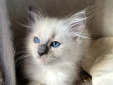 Magnifiques chatons Ragdoll à vendre