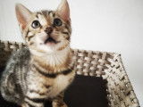 Superbe Chaton bengal