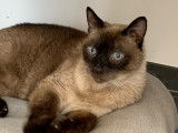 Splendide chat Siamois adulte non LOOF cherche famille aimante