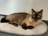 Splendide chat Siamois adulte non LOOF cherche famille aimante