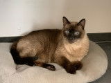 Splendide chat Siamois adulte non LOOF cherche famille aimante