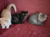 Chatons Exotic Shorthair et Persans &agrave; vendre