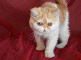 Chatons Exotic Shorthair et Persans à vendre