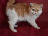 Chatons Exotic Shorthair et Persans à vendre