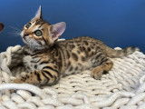Chatons de race Bengal à vendre (2 femelles & 4 mâles)