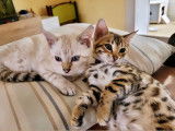 Chatons de race Bengal à vendre (2 femelles & 4 mâles)