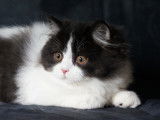 Chaton femelle British Longhair noir et blanc à vendre