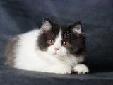 Chaton femelle British Longhair noir et blanc à vendre