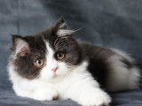 Chaton femelle British Longhair noir et blanc à vendre